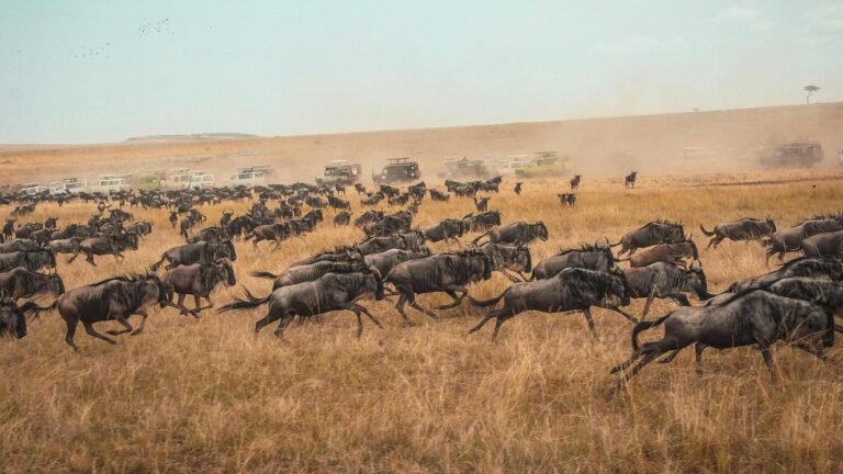 Kenya secures US$160m for conservation
