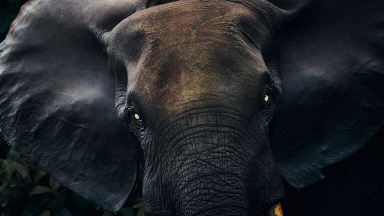 Gabon's Isolated Wilderness and Rich Culture Make It a Safari Destination Beyond Compare