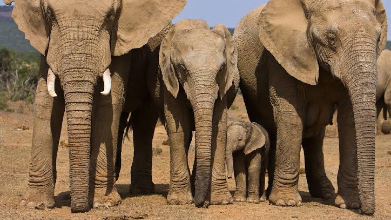 SANParks invests US$8m in Addo