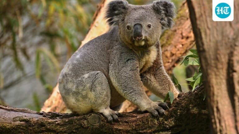 Where to see koalas in Australia: 4 places to visit and tips to plan your trip