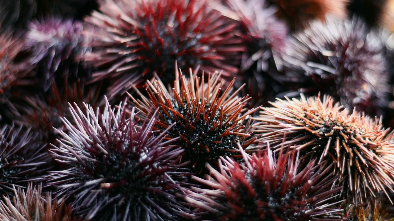 Foraging for Purple Sea Urchins Along California's Sonoma Coast